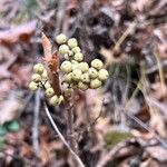 Toxicodendron rydbergii Fruit