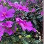 Tibouchina mutabilisFloro