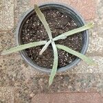 Dudleya densiflora Hoja