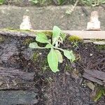 Arabidopsis thalianaFulla