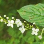 Gonzalagunia panamensis Cvet