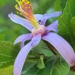 Grewia occidentalis Flower