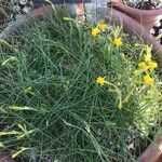 Narcissus gaditanus Habit