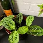 Maranta leuconeuraList