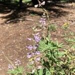 Lupinus formosus Flor