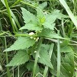 Lamium albumŽiedas