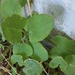 Sonchus oleraceusHostoa