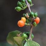 Tricalysia longituba Fruto