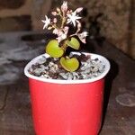 Crassula spathulata 葉