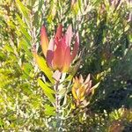 Leucadendron salignum ᱥᱟᱠᱟᱢ