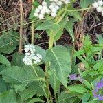 Parthenium integrifolium Máis