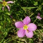 Sabatia campestris Flower