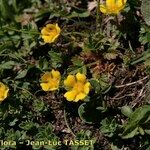 Potentilla brauneana Vekstform