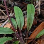 Crepidium taurinum Leaf