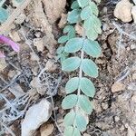 Astragalus incanus Leaf