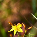 Hypericum linariifolium Flor