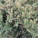 Juniperus horizontalis Levél