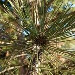 Pinus resinosa Folha