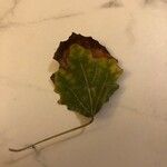 Populus tremulaDeilen