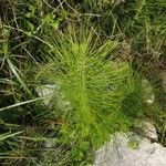 Equisetum telmateiaFolha