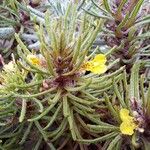 Ajuga chamaepitys Flor