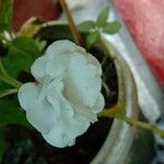 Impatiens balsamina Flor