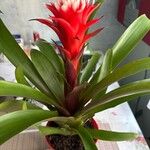 Guzmania monostachiaBlomst