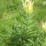 Cirsium spinosissimum Habit