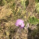 Calochortus splendens പുഷ്പം