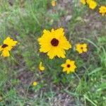 Coreopsis leavenworthii Flower