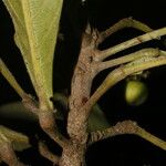 Pausandra trianae Kabuk