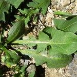 Taraxacum obovatum Blad