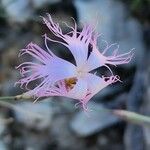 Dianthus austroiranicus Flor