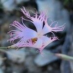 Dianthus austroiranicus Kukka