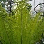 Cycas circinalis Ліст