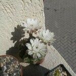 Gymnocalycium anisitsii Flor