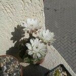 Gymnocalycium anisitsii Кветка