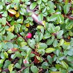 Cotoneaster dammeri Habit