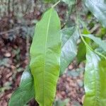 Ochna membranacea List