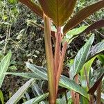 Stromanthe thalia Bark