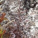 Hemionitis quadripinnata Φύλλο