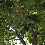 Catalpa bignonioidesFruit