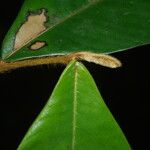 Piptostigma mortehanii Blad