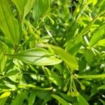 Polygonatum latifolium Leaf