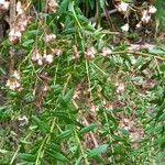 Hubertia ambavilla Lorea