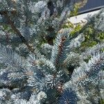 Picea pungensഇല