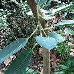 Ficus subulata Φύλλο