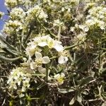 Hormathophylla spinosa फूल