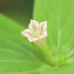 Spigelia anthelmia Λουλούδι