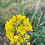 Brassica rapa Blomst